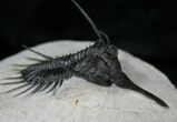 Inch Psychopyge Trilobite - Awesome #4086-3
